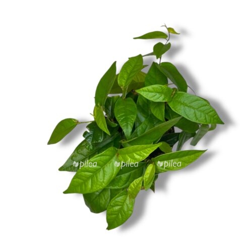 fikus radikans grin 1 e1744746802233