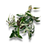 fikus sigittata pink variegata