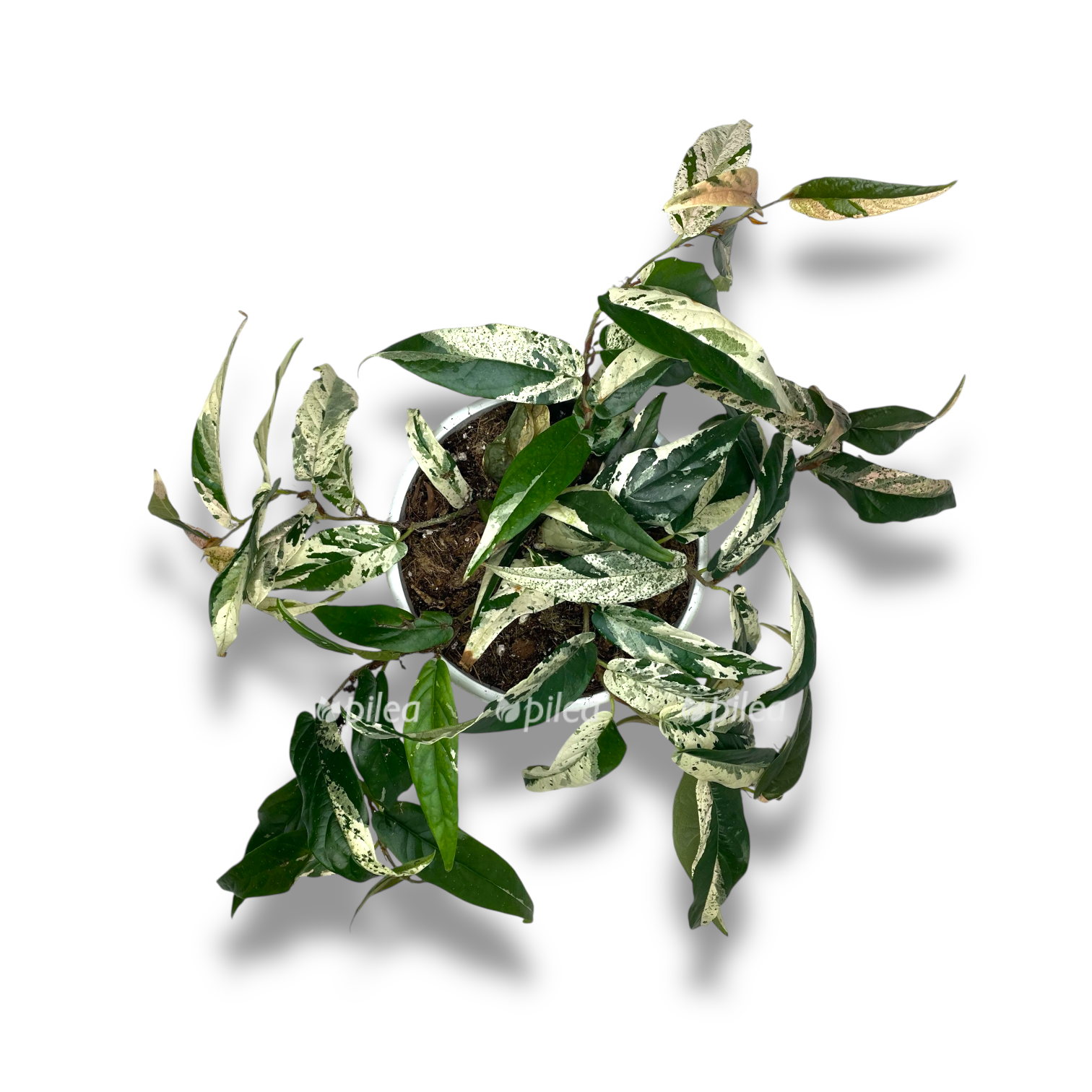 fikus sigittata pink variegata