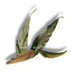 fikus sigittata pink variegata.