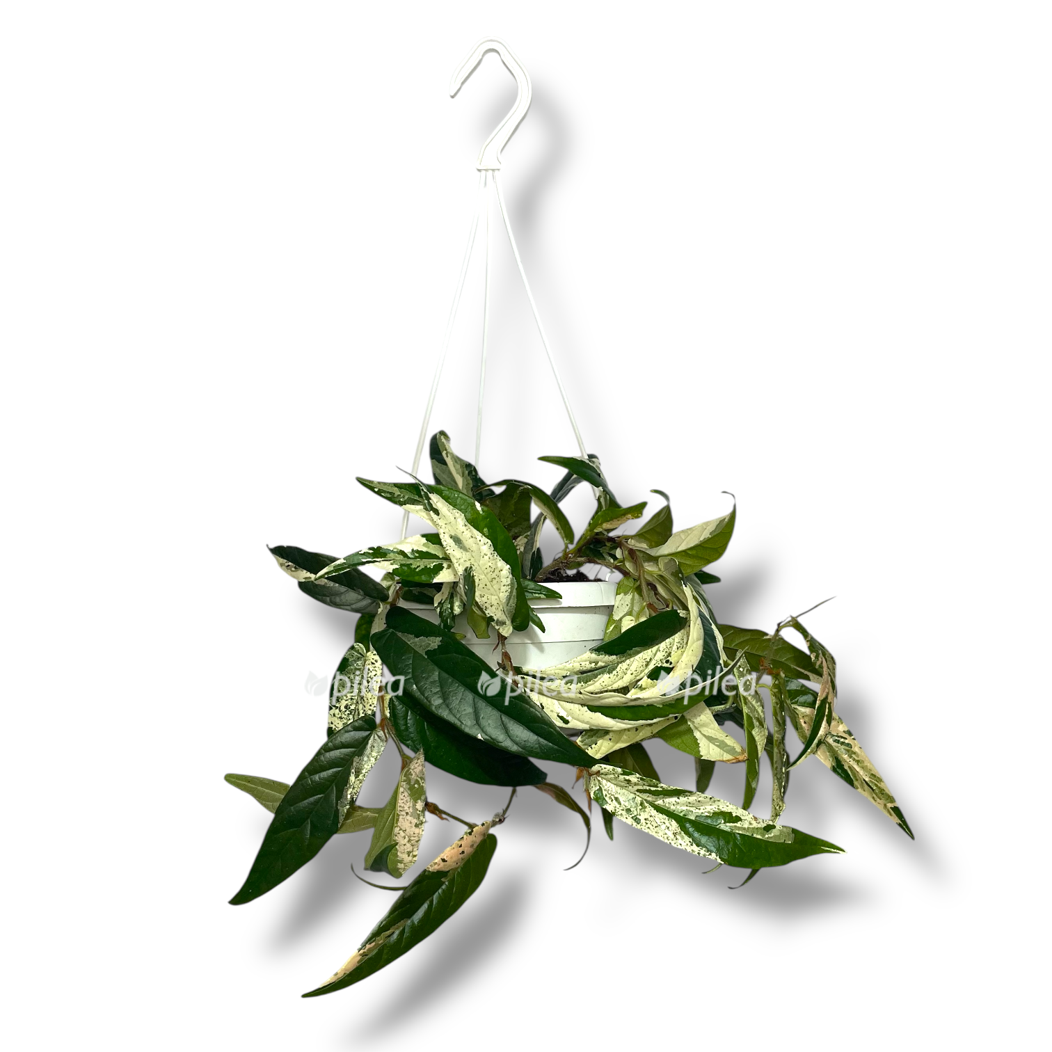 fikus sigittata pink variegata