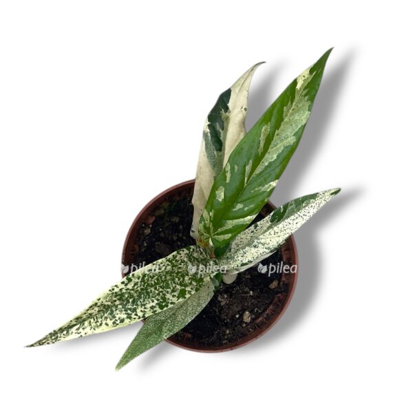 fikus sigittata vajt variegata e1755018528202