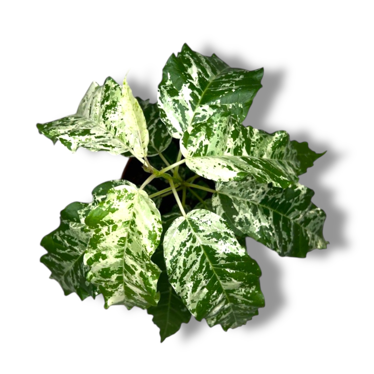 fikus snoushtorm variegata