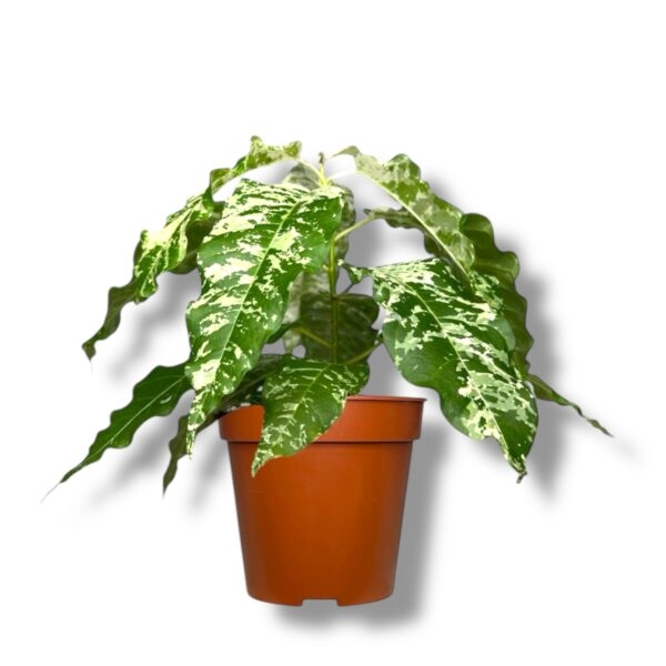 fikus snoushtorm variegata e1738684422494