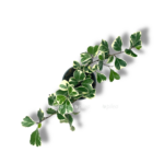 fikus triangularis svithart