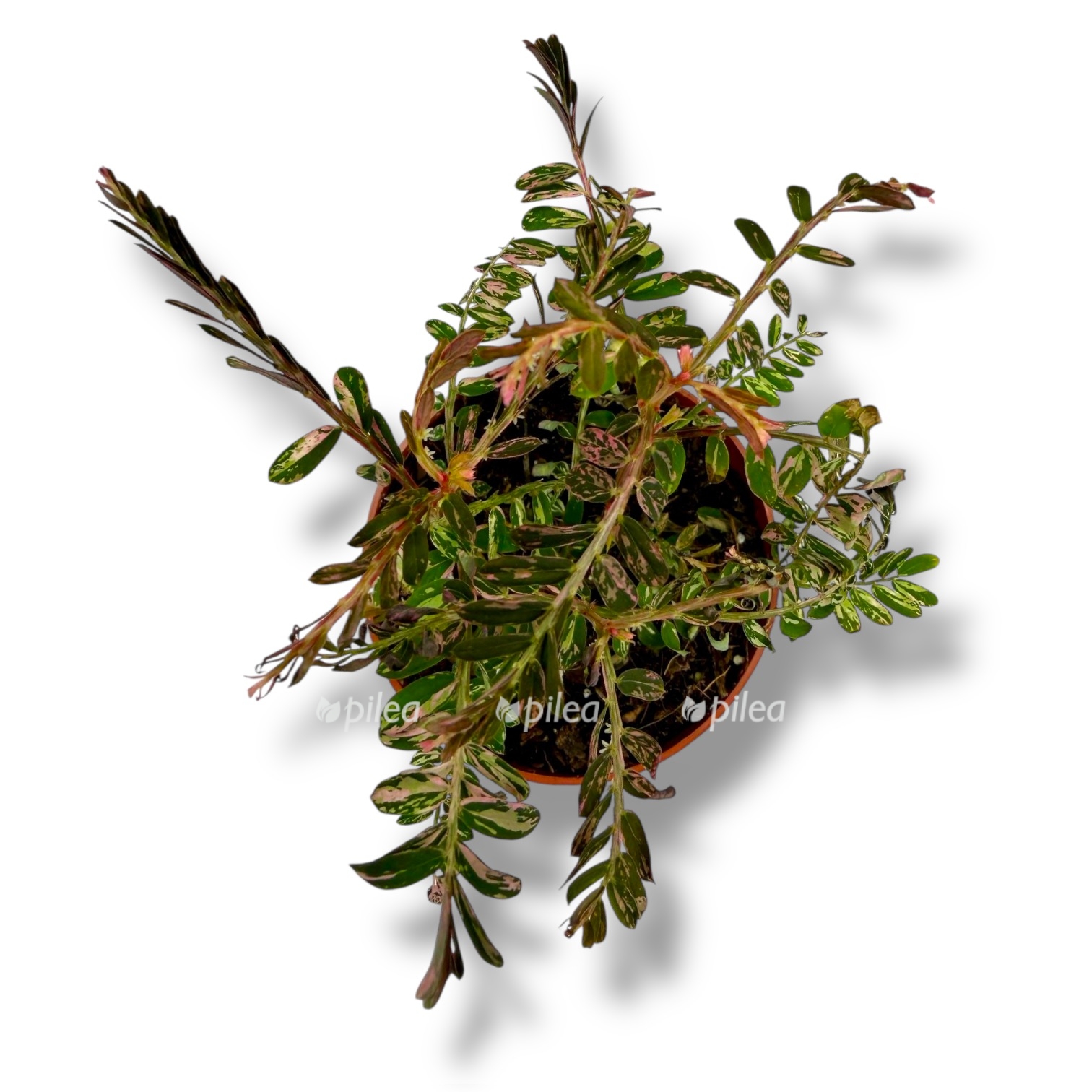 fillantus urinariya variegata