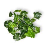 filodendron atlantis