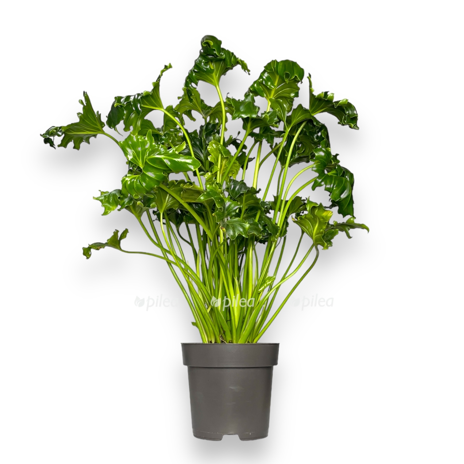 filodendron-atlantis.jpg filodendron atlantis