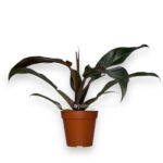 filodendron autumn