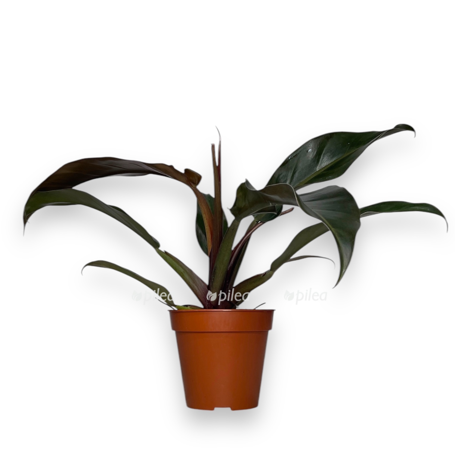 filodendron-autumn-.jpeg filodendron autumn