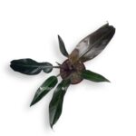 filodendron autumn 1 1