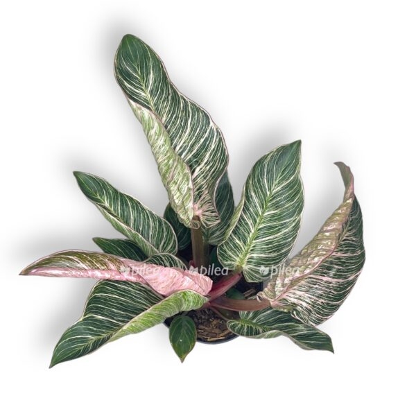 filodendron bikini pink birkin e1722952313365