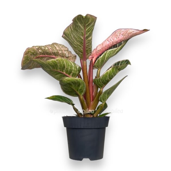 filodendron bikini pink birkin e1722952321864