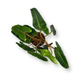 filodendron billitau e1698857385467