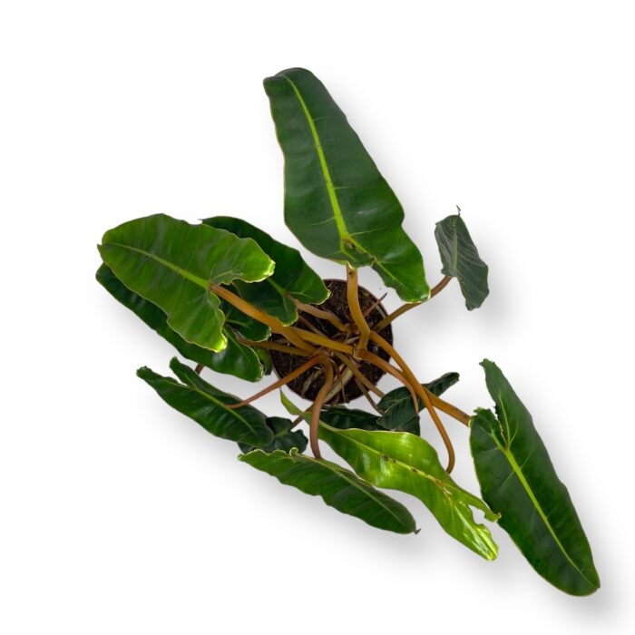 filodendron billitau e1698857385467