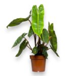 filodendron billitau e1698857396318