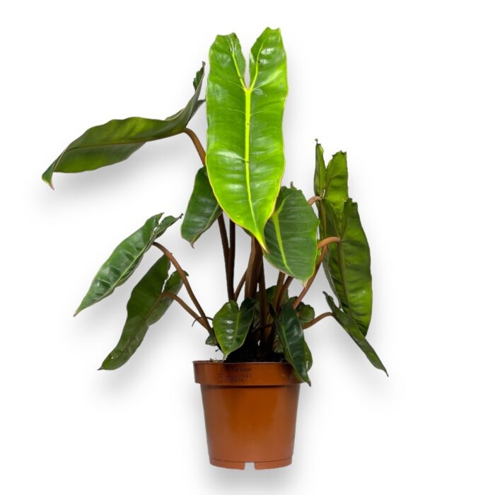 filodendron billitau e1698857396318