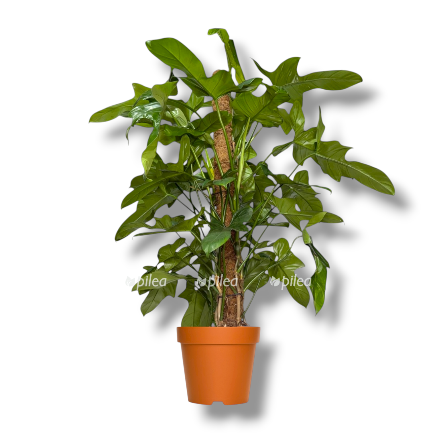 filodendron-bipinnatifidum-na-opore.png filodendron bipinnatifidum na opore