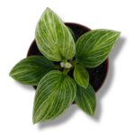 filodendron birkin geleksi