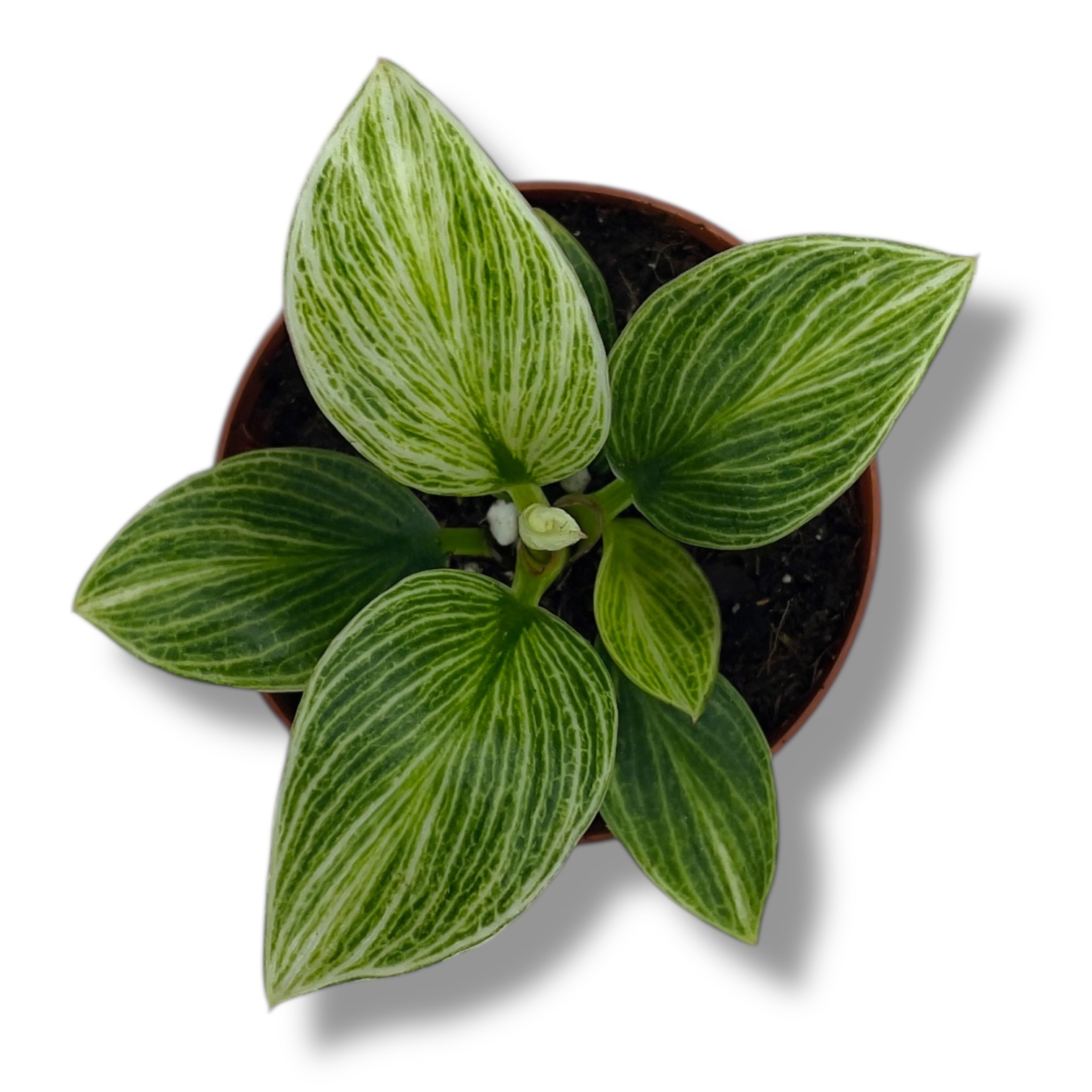 filodendron birkin geleksi