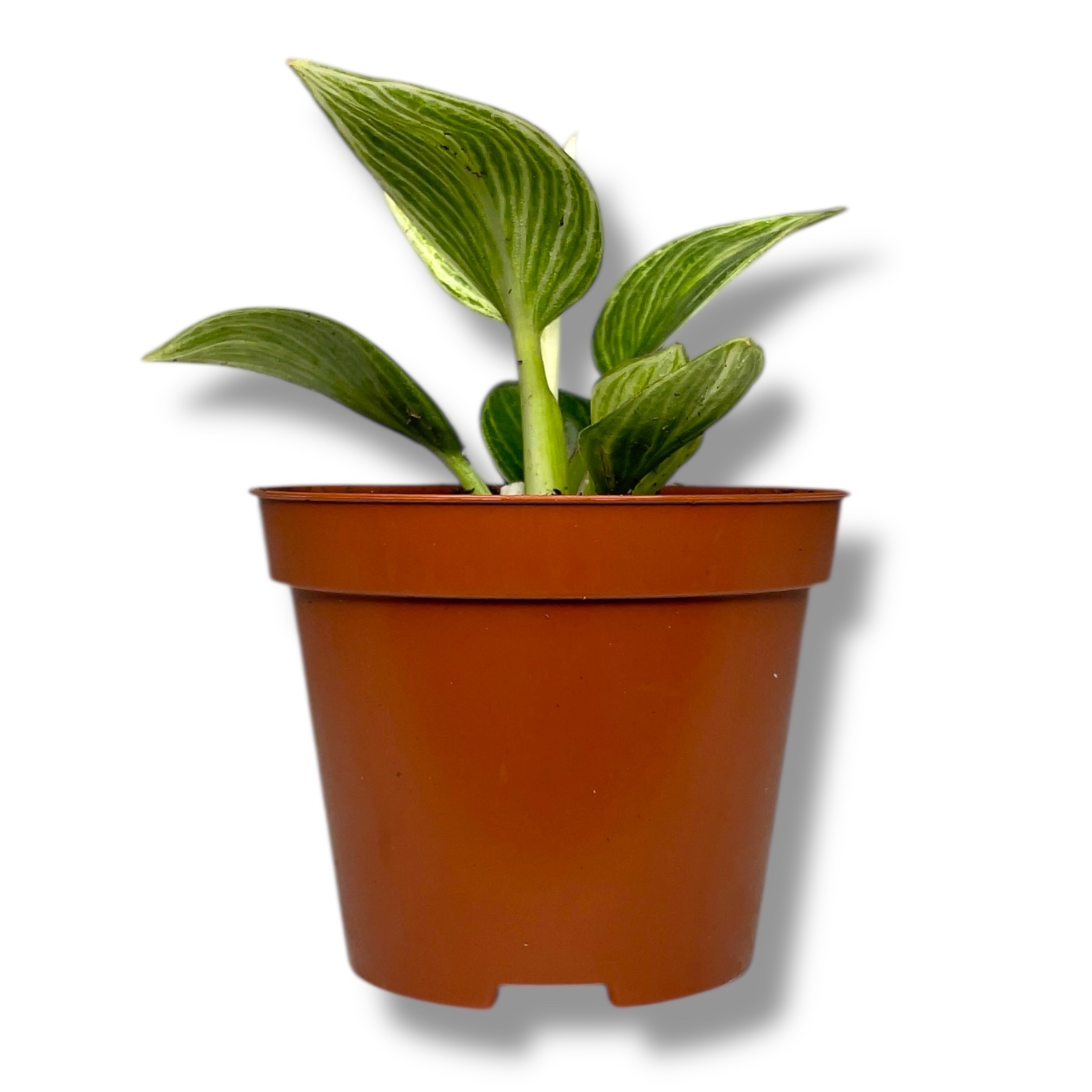 filodendron birkin geleksi