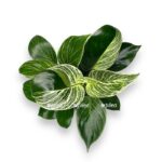 filodendron birkin kongo 1 e1699010415336