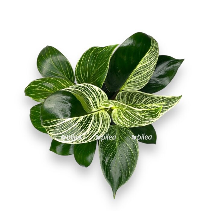 filodendron birkin kongo 1 e1699010415336