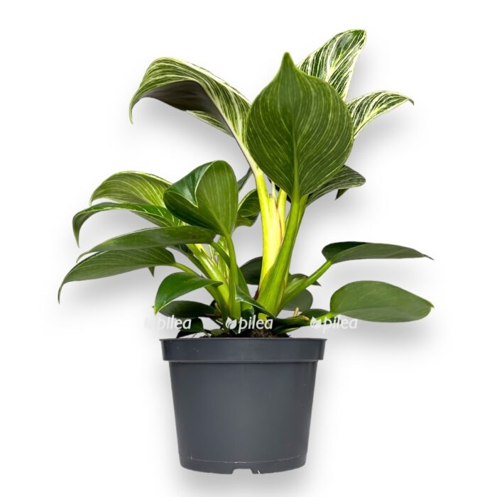 filodendron birkin kongo e1699010268523