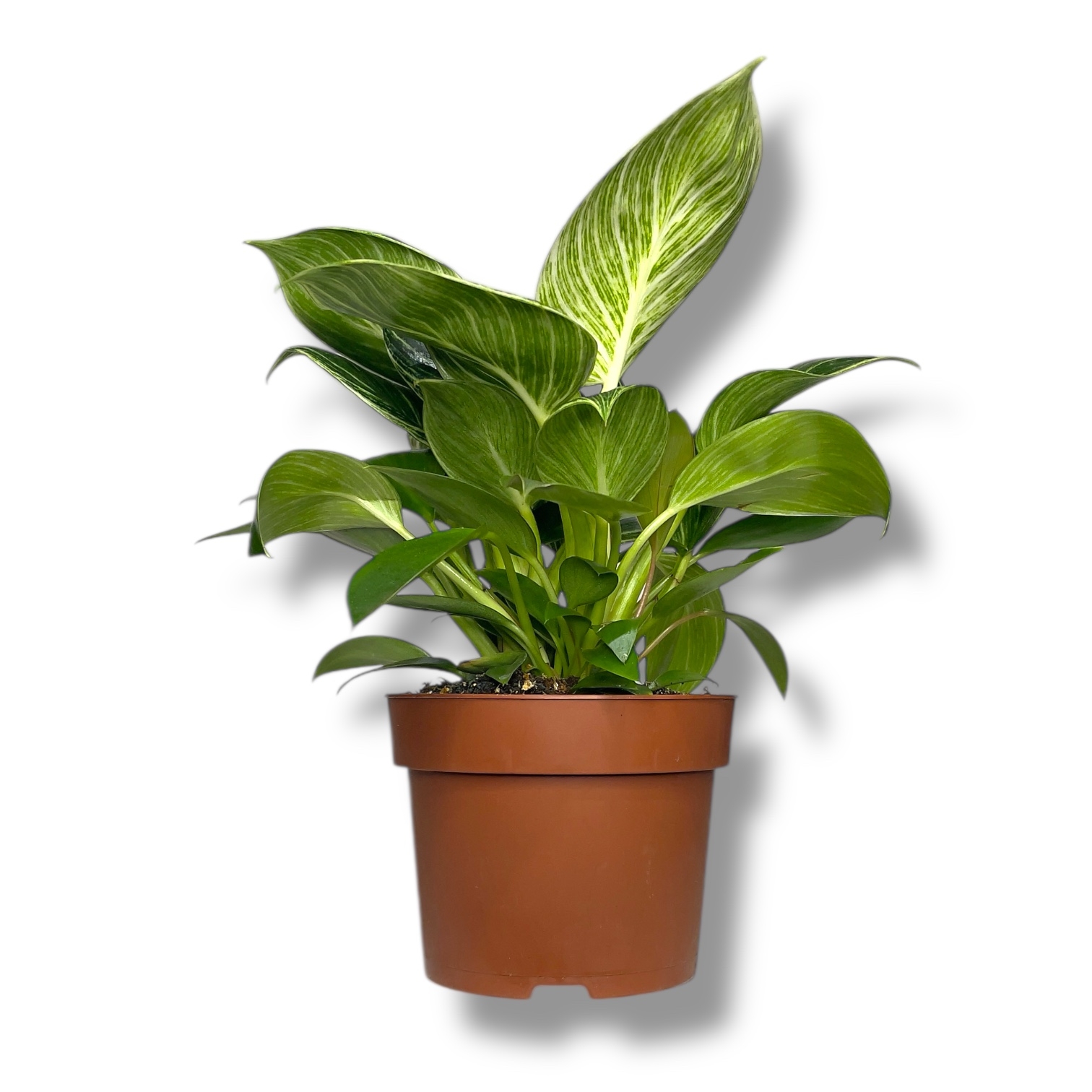 filodendron birkin vajt