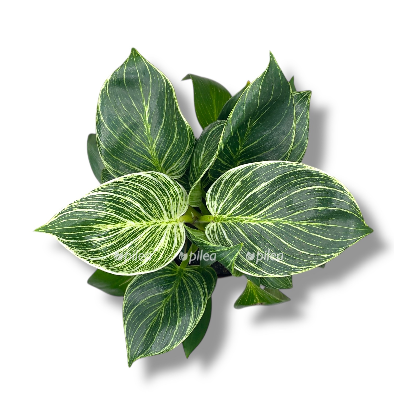 filodendron birkin vajt 2