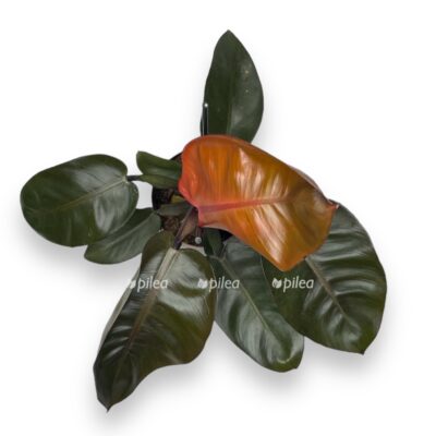 filodendron blek kardinal