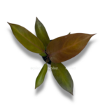 filodendron blek kardinal 2