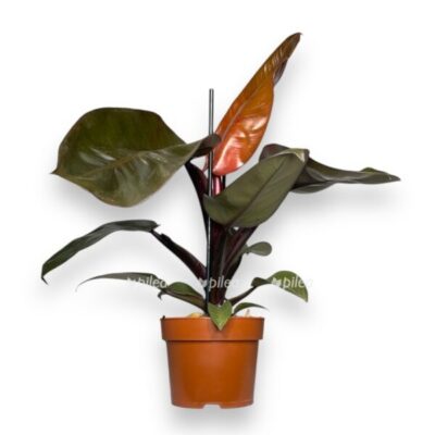 filodendron blek kardinal e1724920769191
