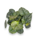 filodendron brandtianum