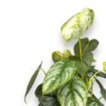 filodendron brandtianum