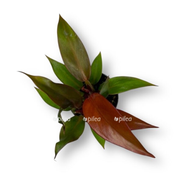 filodendron cherri red e1736694985207