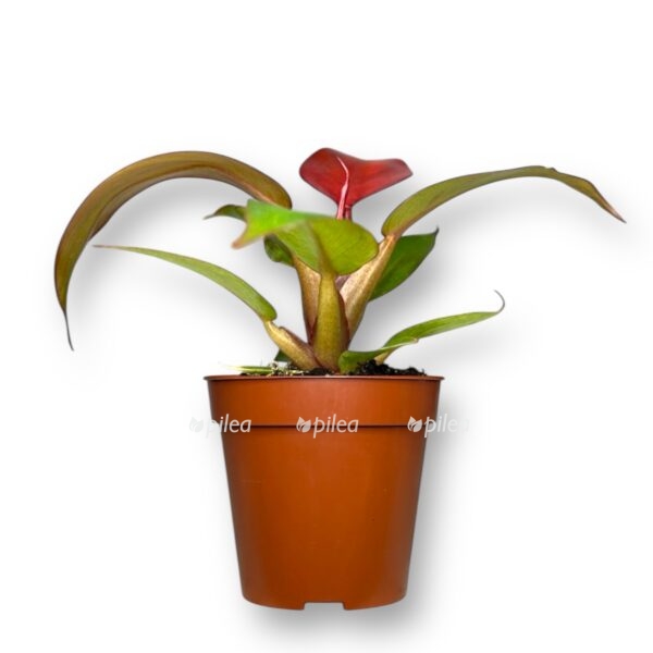 filodendron cherri red e1736694998352