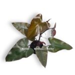 filodendron dark lord d17sm h30 sm e1710867730470