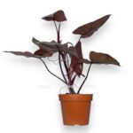 filodendron dark lord e1710867715410