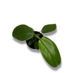 filodendron dzherri horn