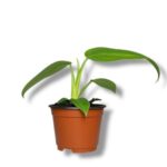 filodendron dzherri horn 1 1 e1744343121782