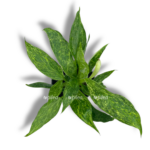 filodendron dzhozi bueno