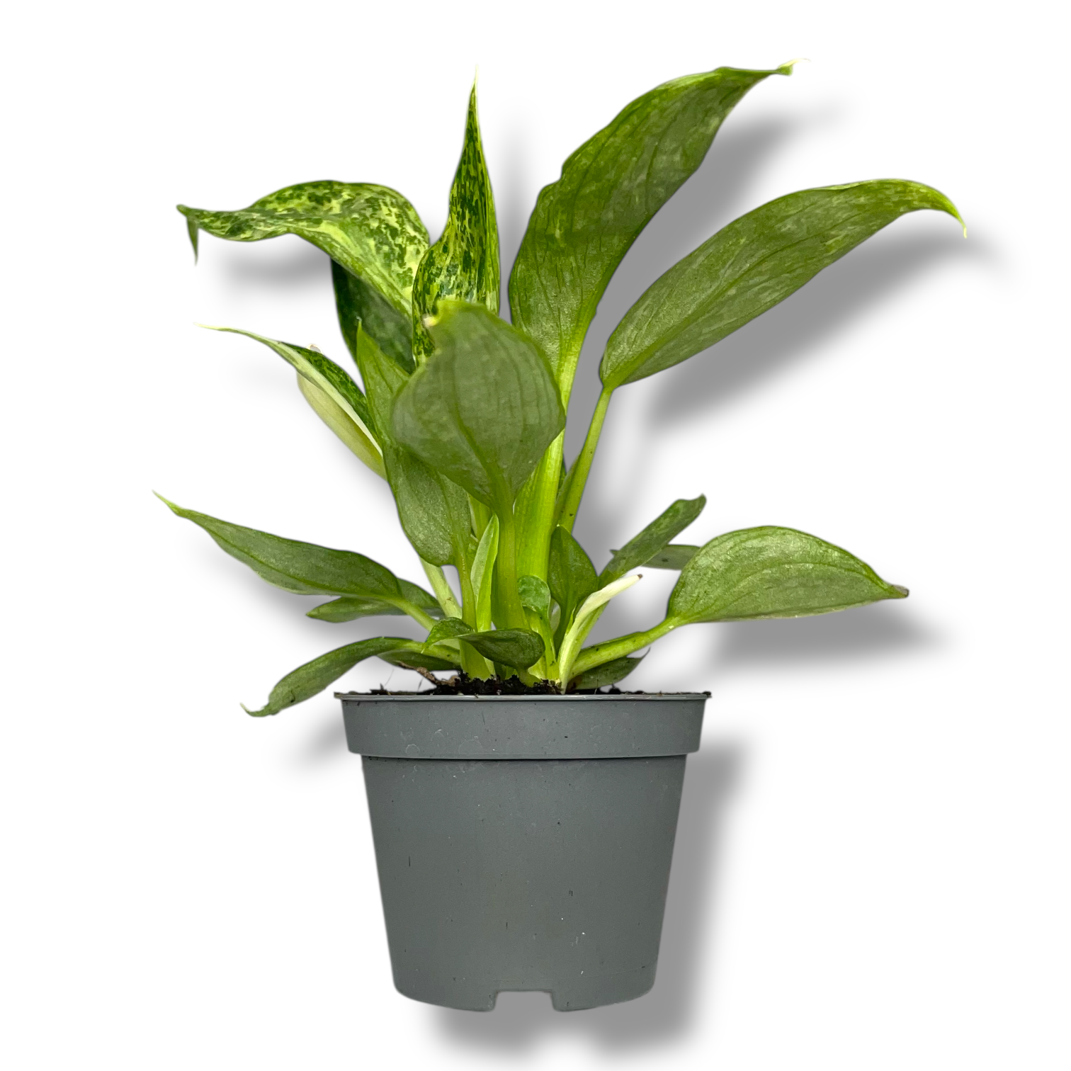 filodendron dzhozi bueno