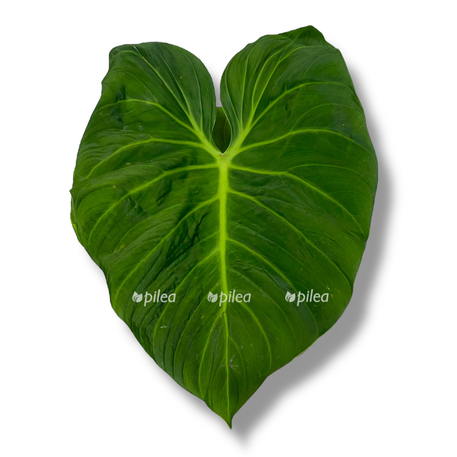 filodendron el choko red