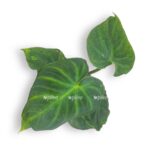 filodendron el choko red 615