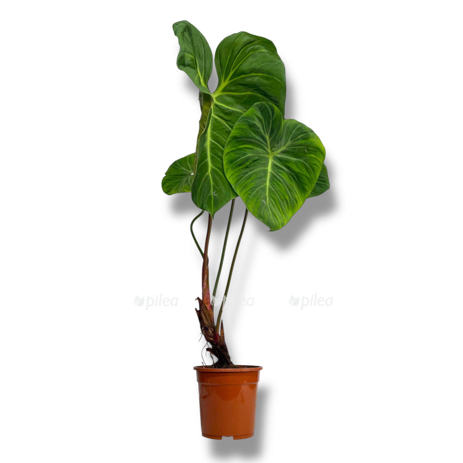filodendron el choko red
