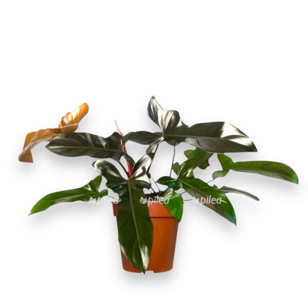 filodendron-florida-bronz-e1740416494860.jpeg filodendron florida bronz e1740416494860