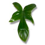 filodendron florida grin
