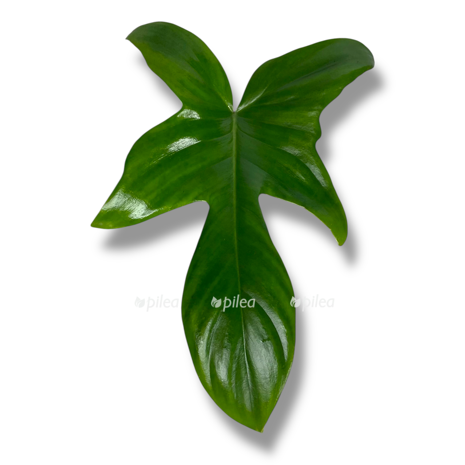 filodendron florida grin