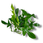 filodendron florida grin 1 1